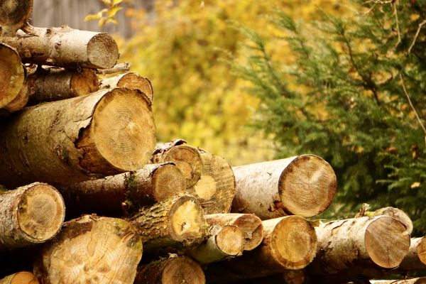Cost of Wood Pile Removal in Worcester