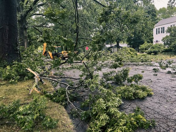 Tree Branch Disposal in Worcester
