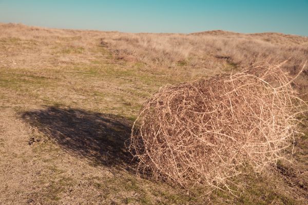Tumbleweed Removal in Worcester