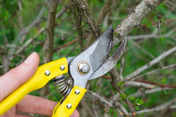 Cost of Limbs Removal in Worcester