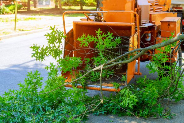 Tree Branches Removal in Worcester