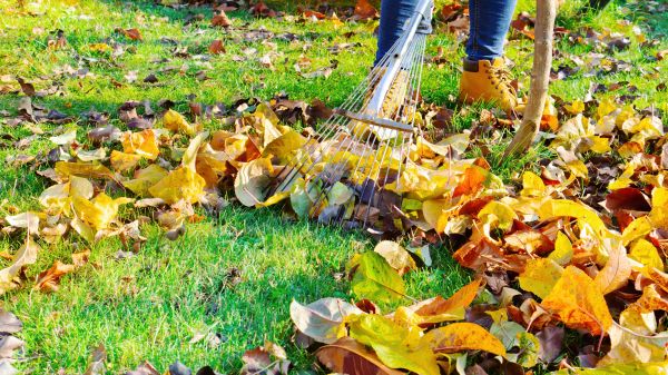 Lawn Cleanup Service in Worcester
