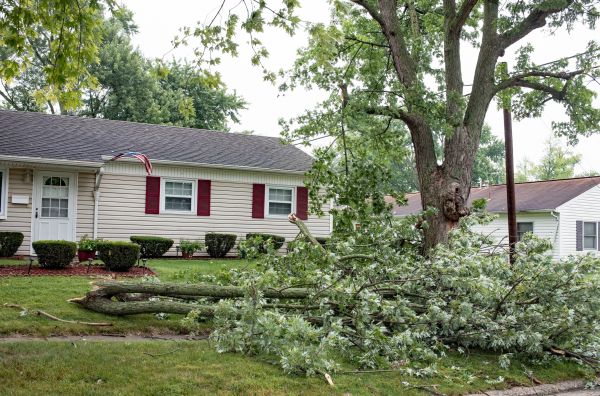 Cost of Fallen Branch Removal in Worcester