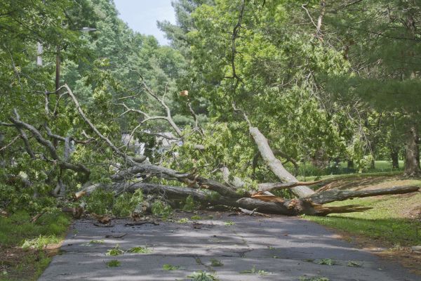 Tree Debris Removal in Worcester